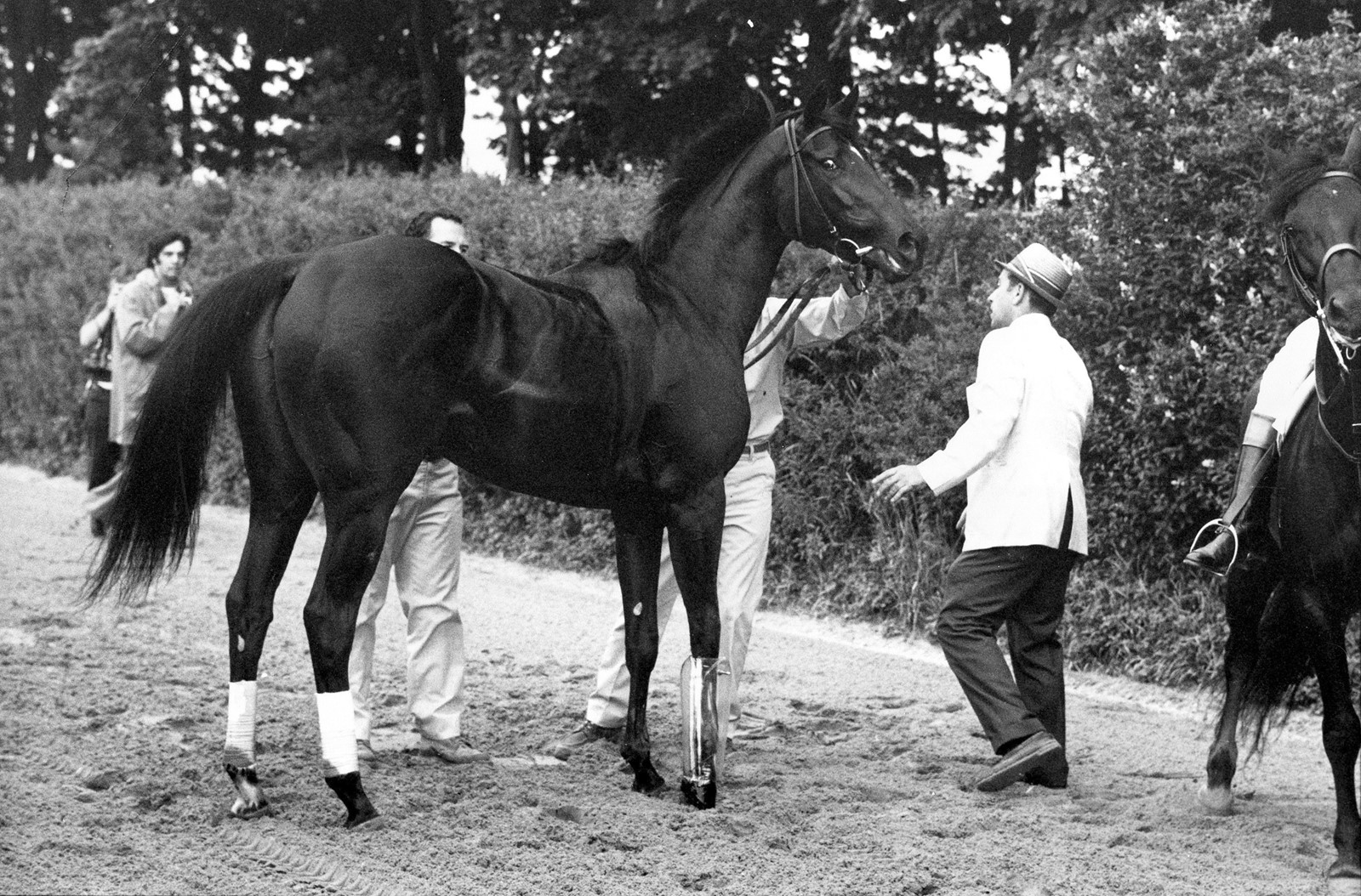 Horse_Deaths_Glance_60828--393b3_1063362827.jpg