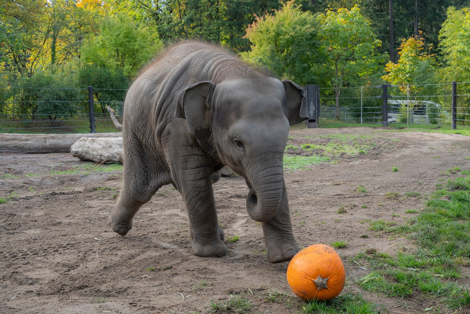 Zoo_Elephant_Pumpkin_Smash_44010--fa1d2_1099248990.jpg
