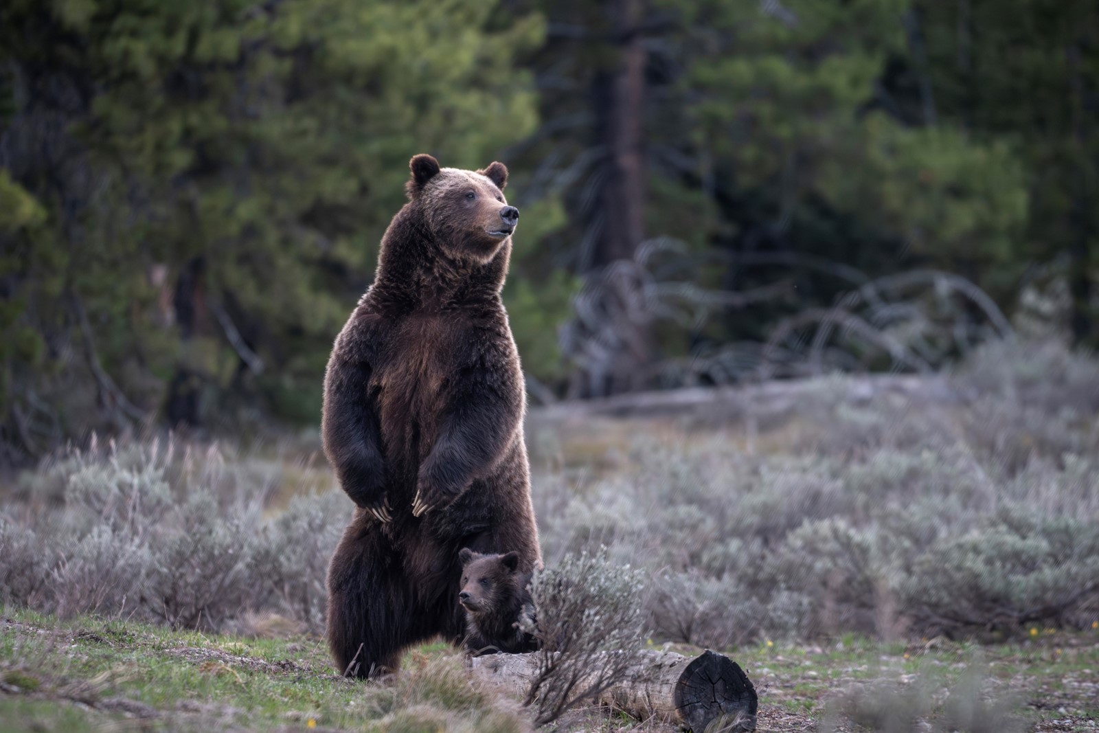 0407_NWS_TPD-Z-grizzly-041226-07_1105295225.jpg