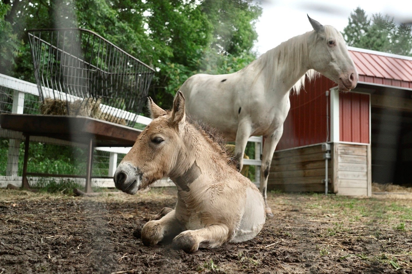 Wild_Foal_Adoption_27479--57376_1094840387.jpg