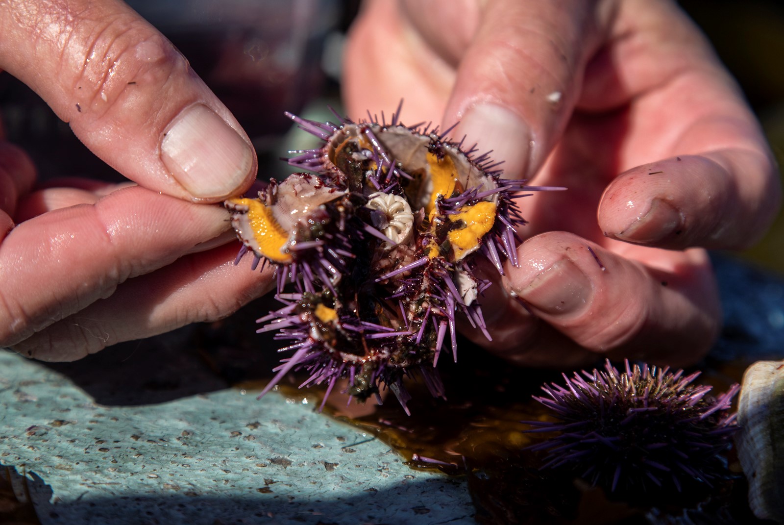 SJM-L-KELPDIVERS-0104-2_1058636240.jpg