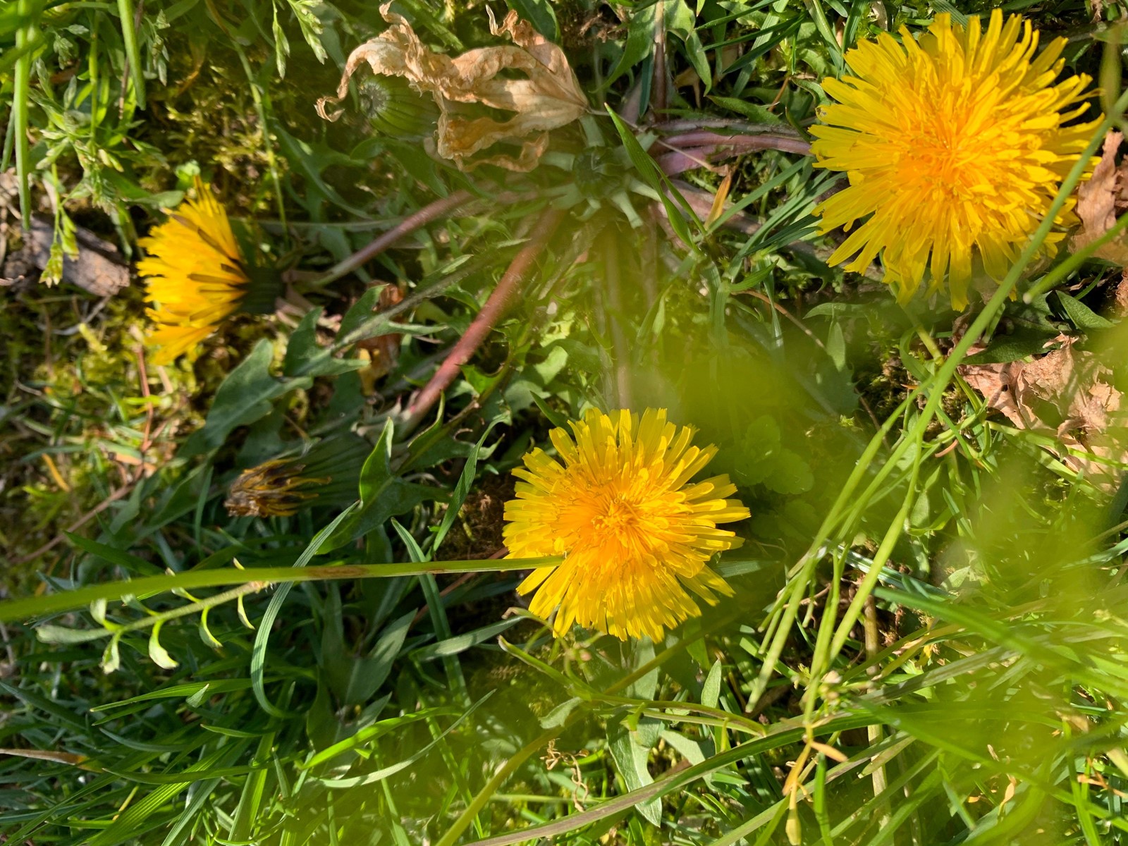 Gardening-What_Weeds_Tell_Us_91255_1095240505.jpg