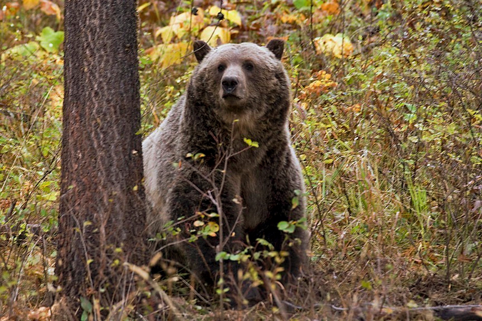 0407_NWS_TPD-Z-grizzly-041226-06_1105295216.jpg