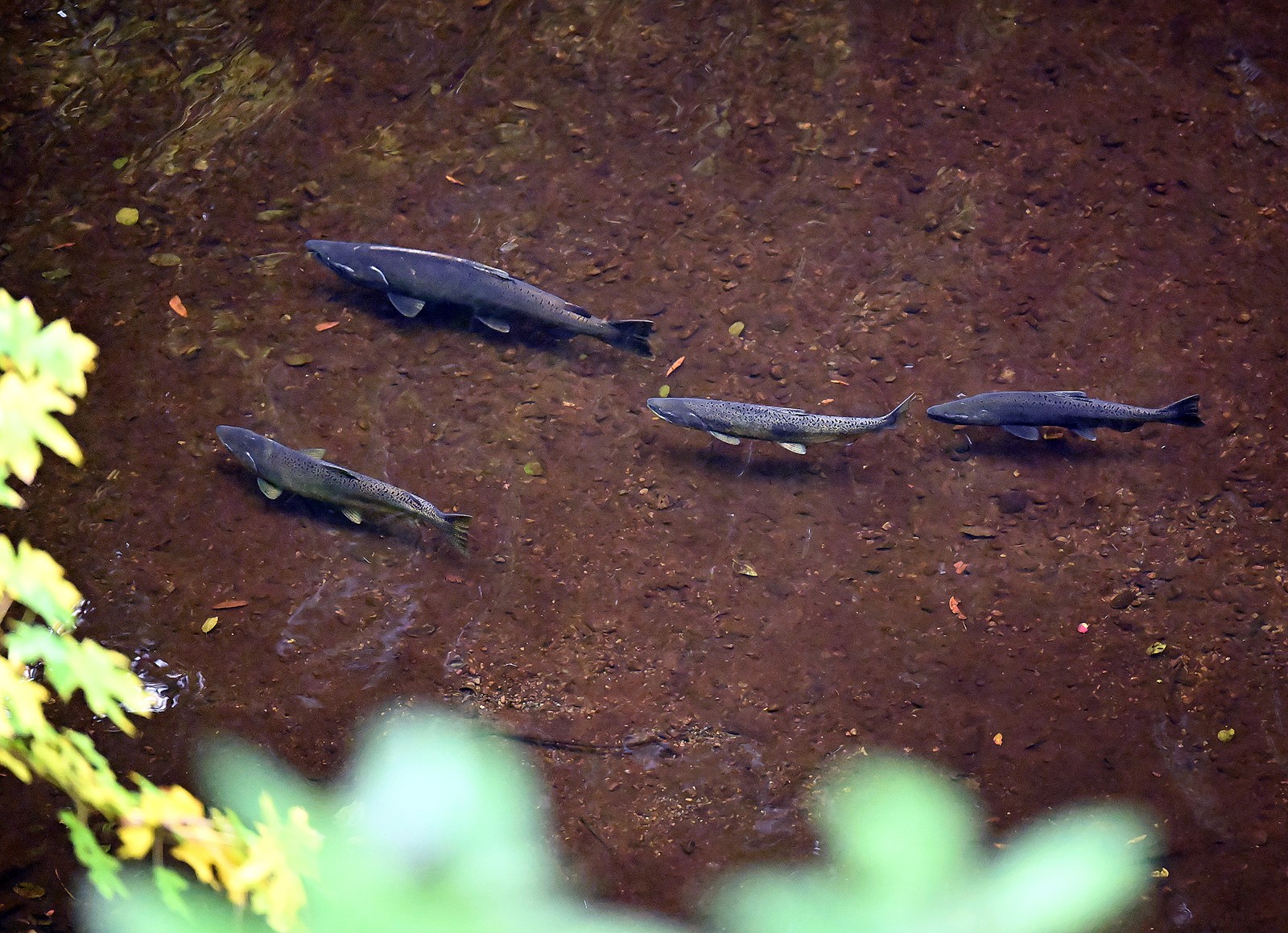 MIJ-L-COHO-1114-01_1070967477.jpg