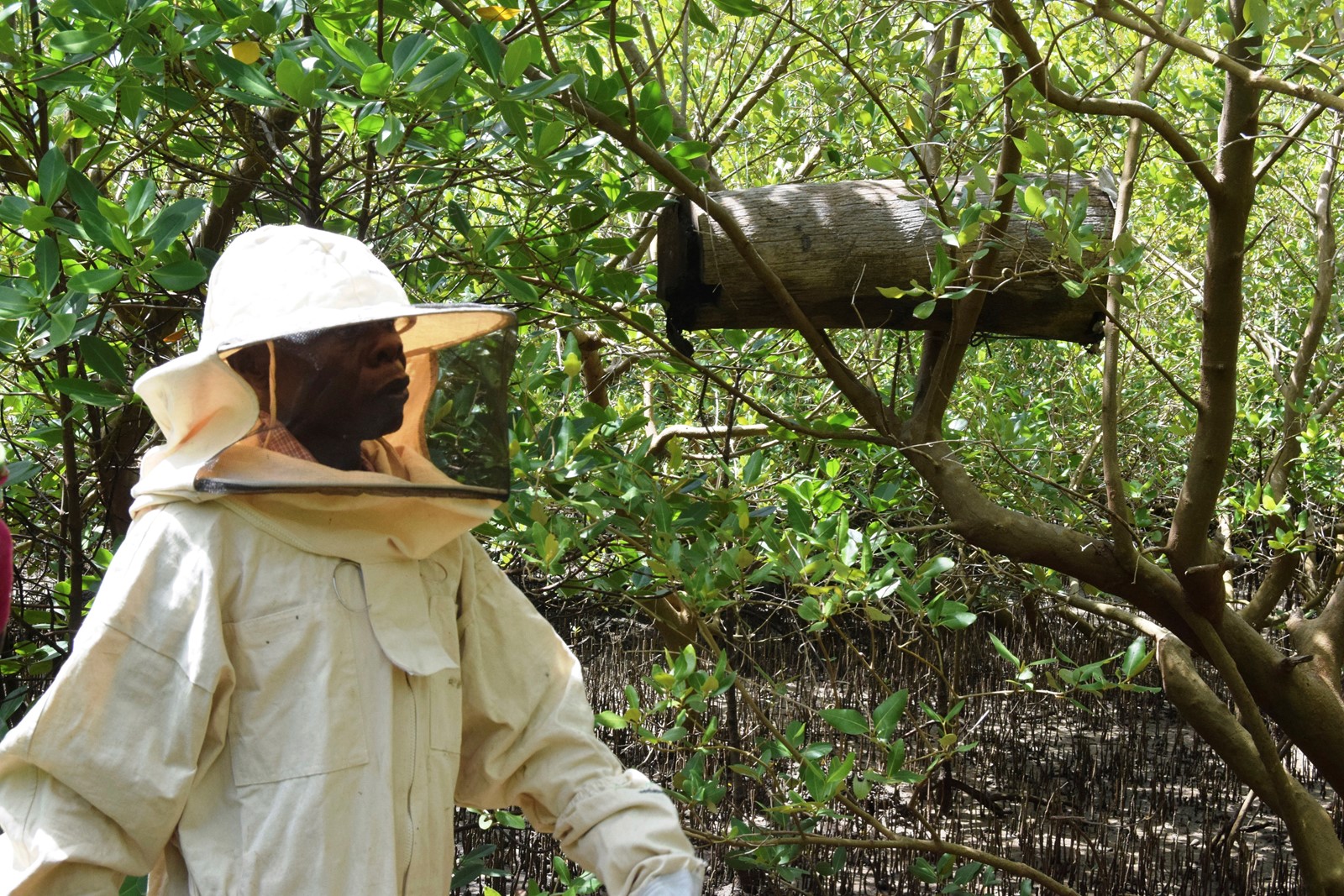 Kenya_Bees_and_Mangroves__60950--21cb5_1081191237.jpg