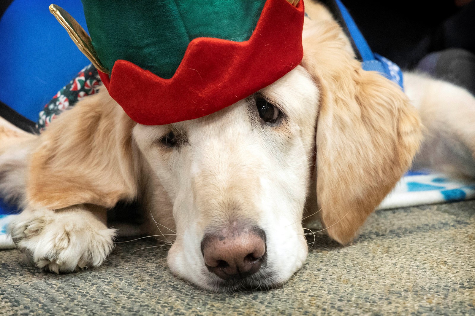 1212_NWS_RPE-L-DOGTALES-1214-02_1087557727.jpg