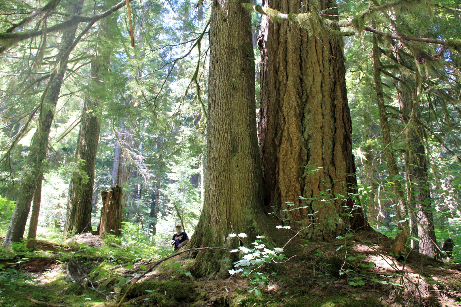 Saving_Old_Trees_24624--7eeca_1072868165.jpg