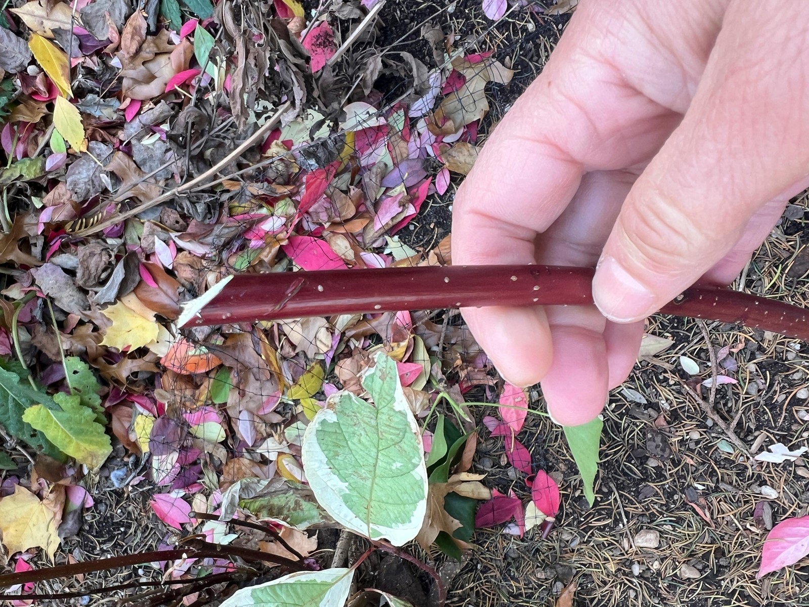 Gardening_Hardwood_Cuttings_67935#1_1087332296.jpg