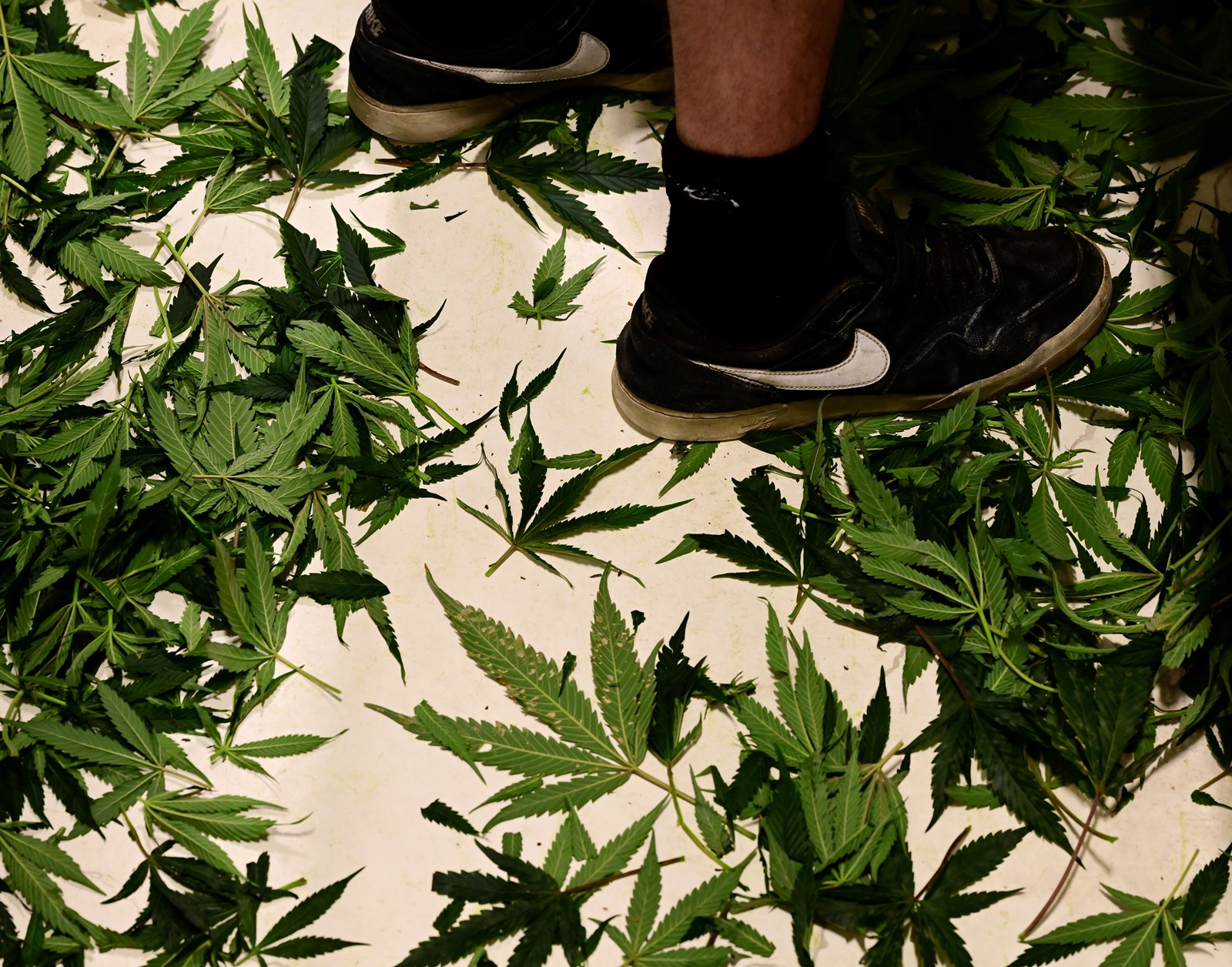 TDP-L-CANNABIS_DSC7121_1080382138.jpg
