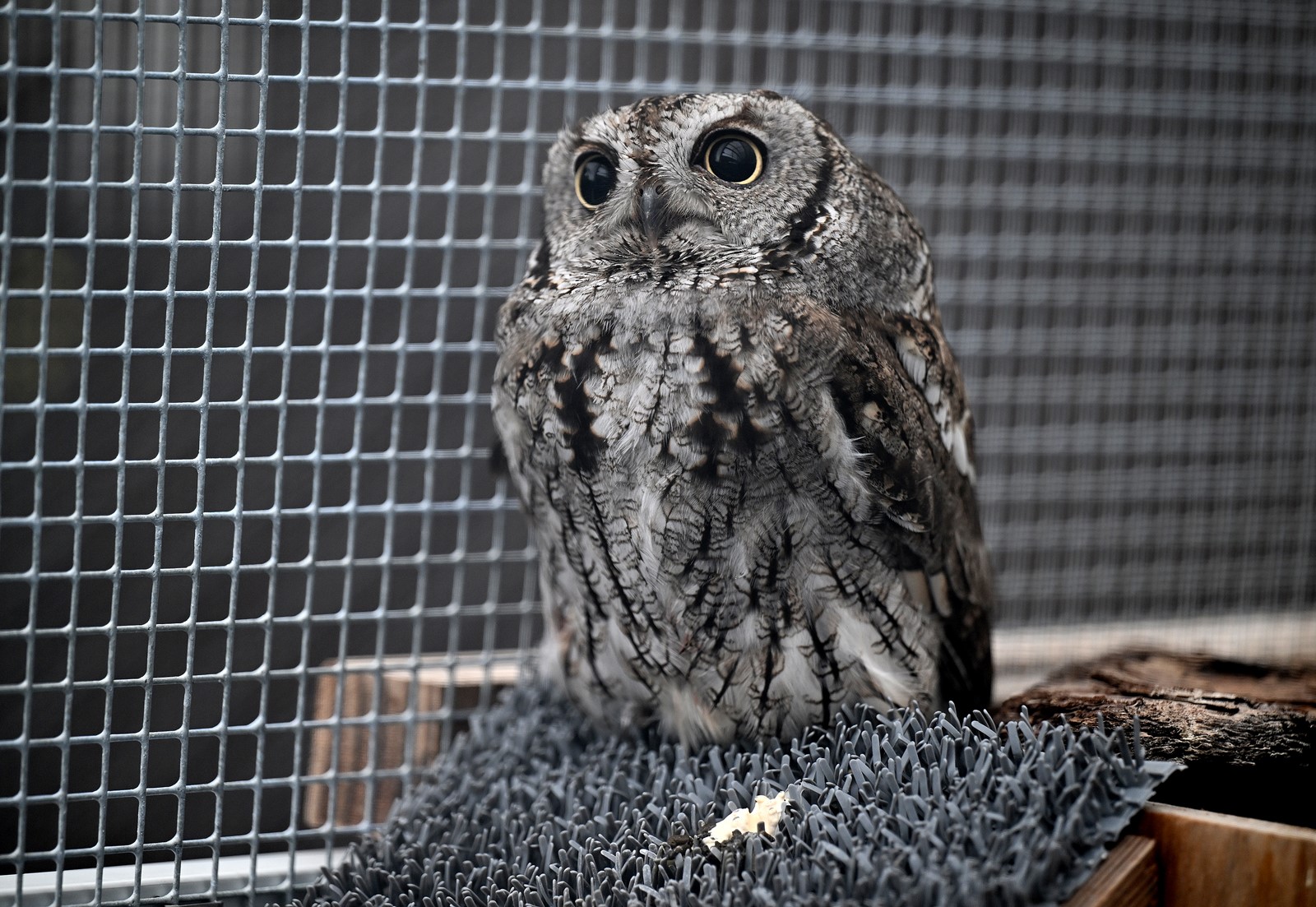 MIJ-L-WILDCARE-0205-05_1089427746.jpg