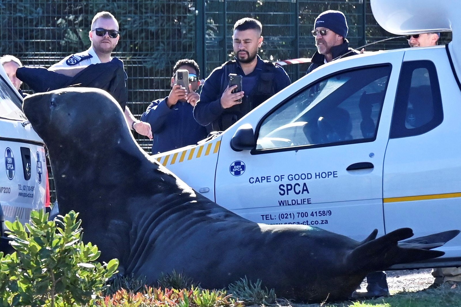 South_Africa_Elephant_Seal_97608--63f18_1093586320.jpg