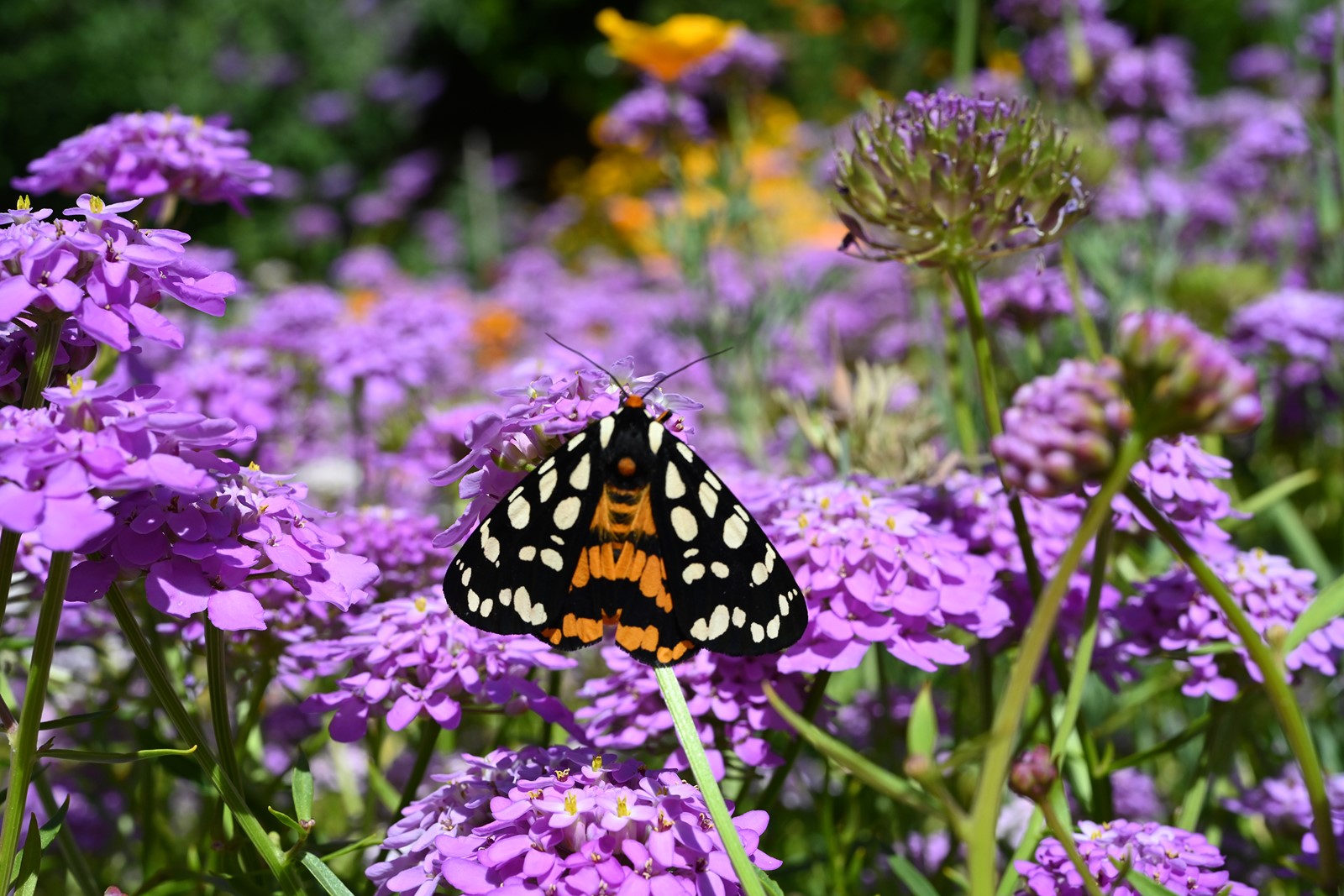 MOTHNIGHT2_1095114750.jpg