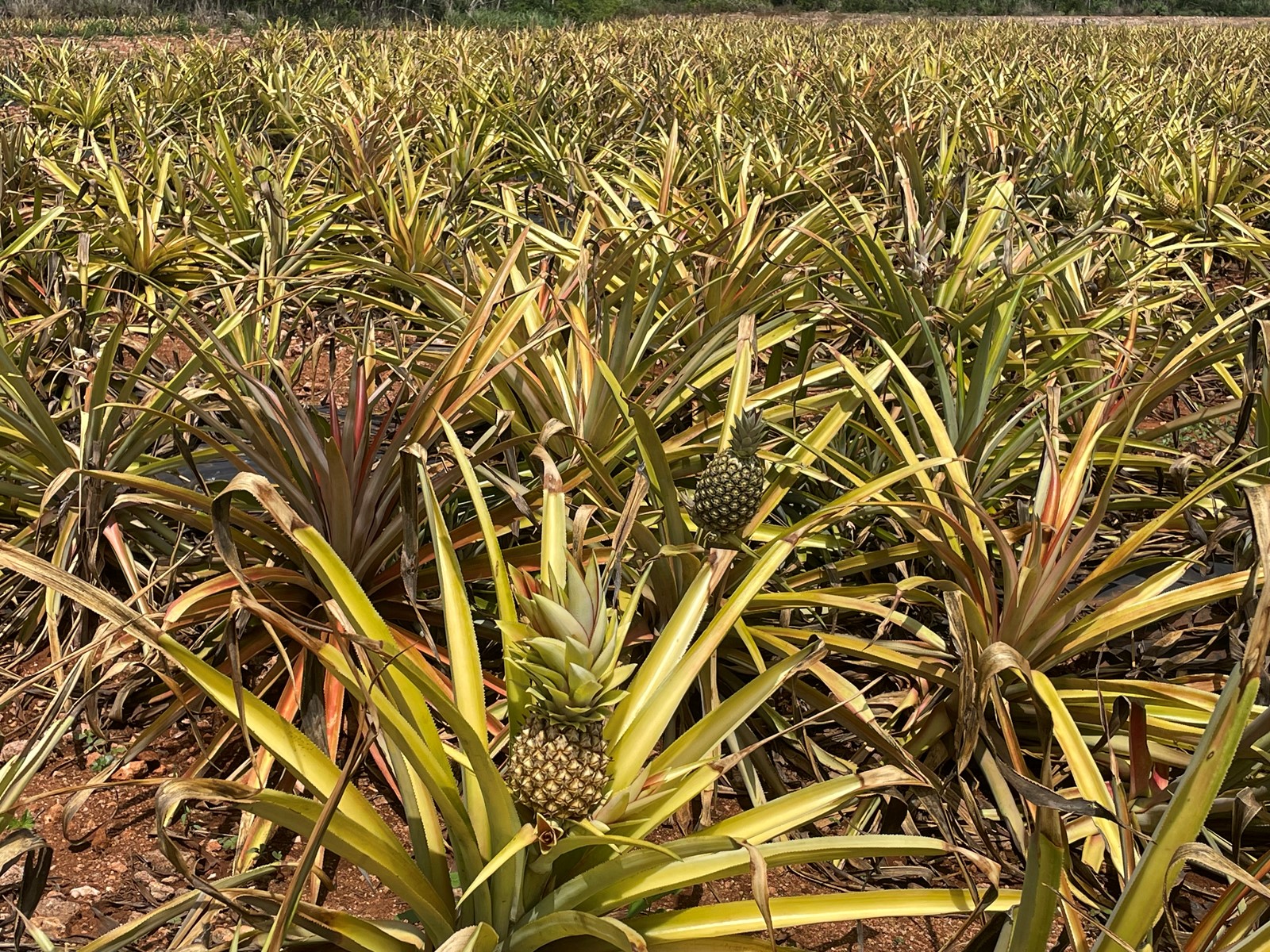 OCR-L-TR-BAHAMAS-0713-13_1094942127.jpg