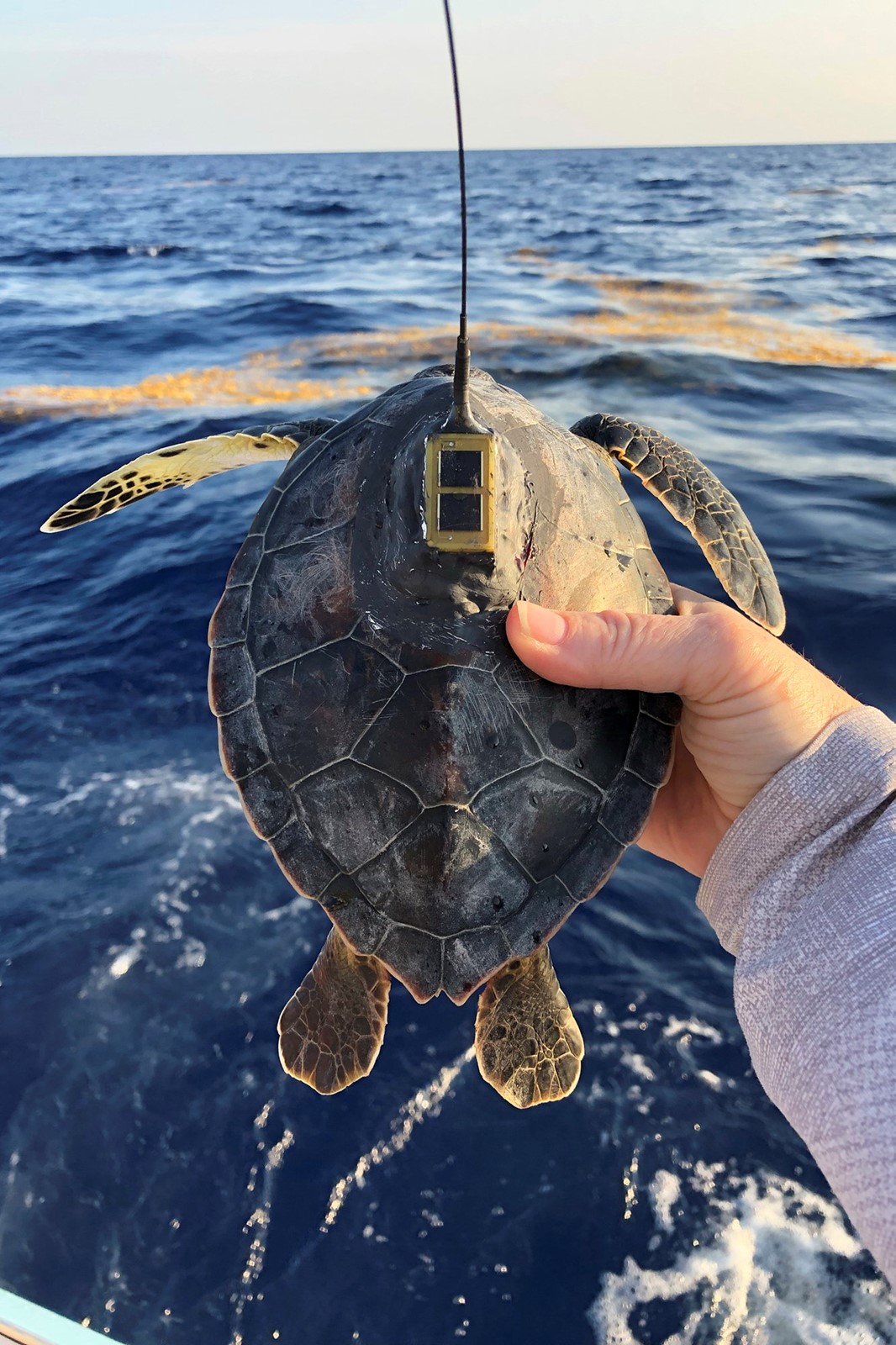 Sea_Turtle_Mystery_25327--8eec8_1089460473.jpg