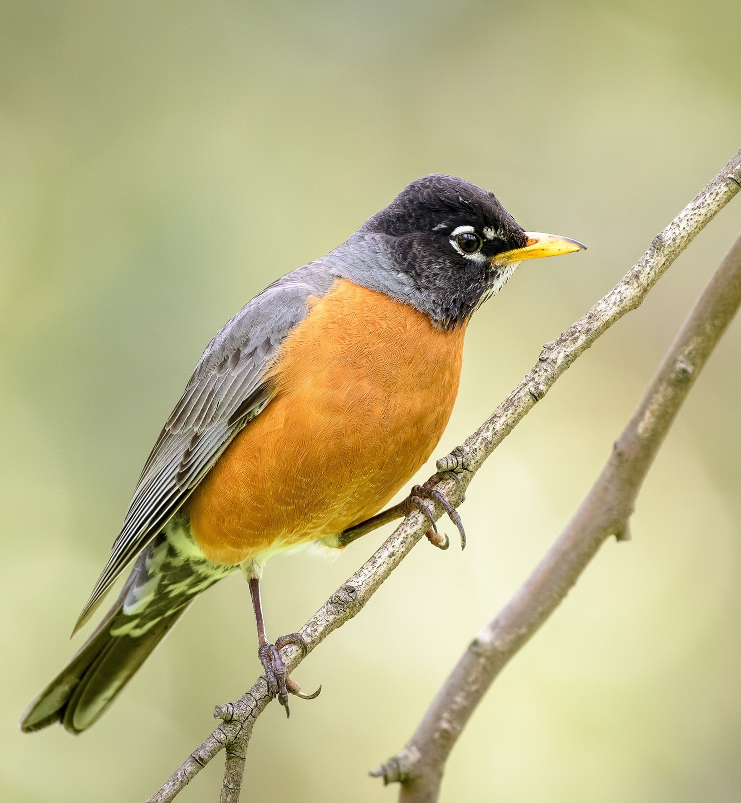 MIJ-L-BIRDS-0408-01_1077098020.jpg