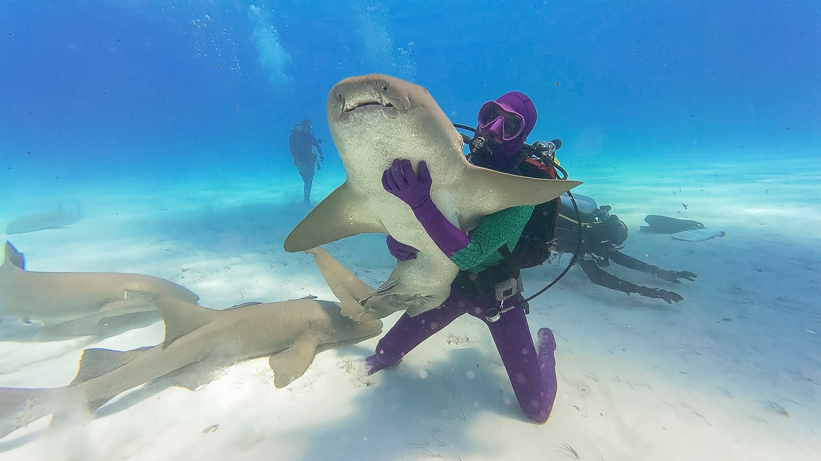 BHR-L-SHARK-01_35f571_1095446922.jpg