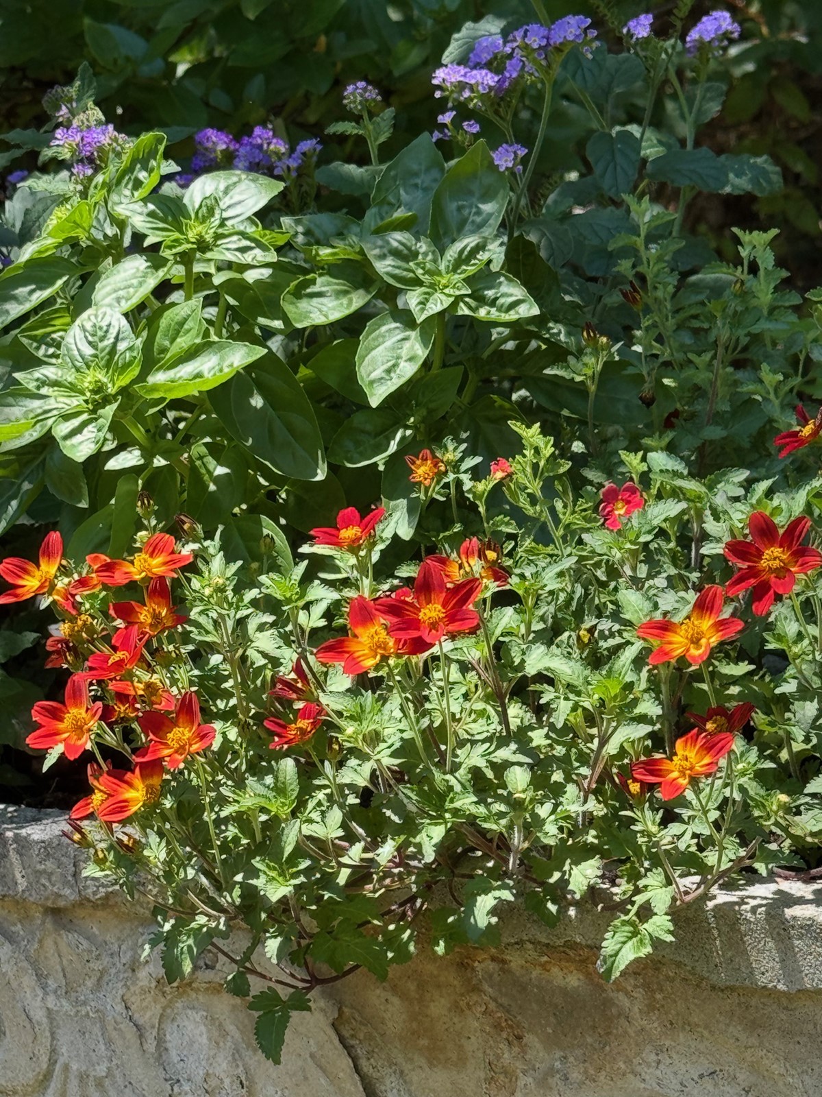 202507170400MCT_____PHOTO____LIFE-HOME-ONGARDENING-3-MCT_1095419059.jpg