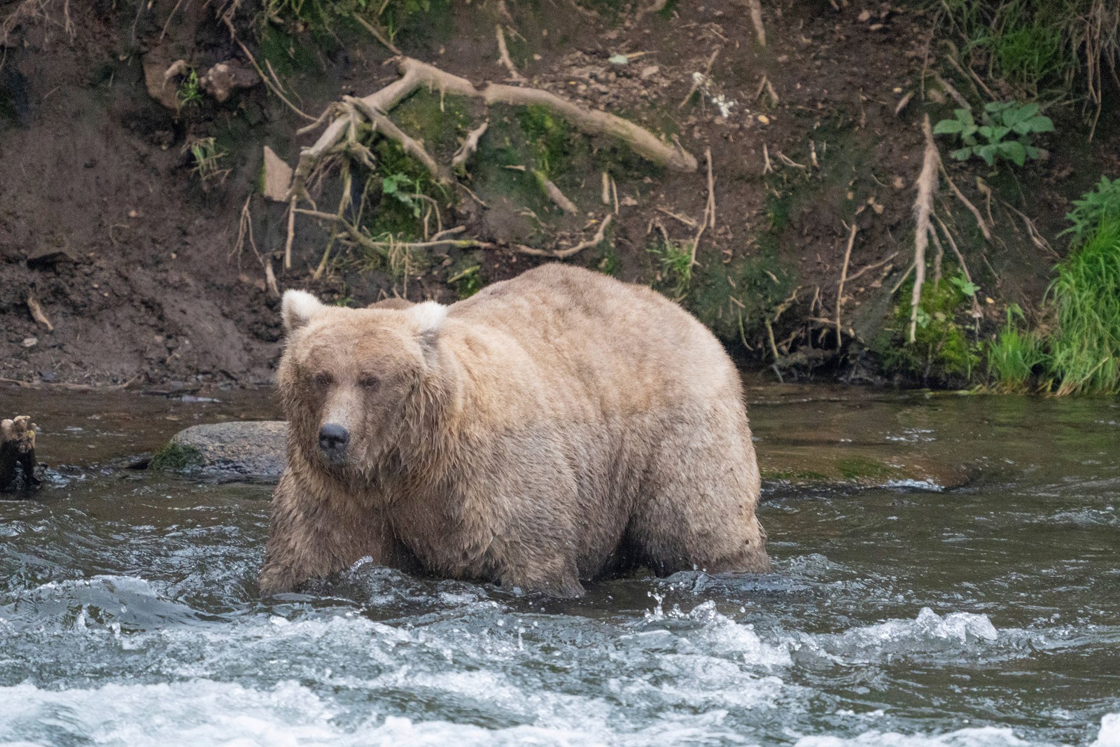 Alaska_Fat_Bear_Week_96346--2de62_1085014681.jpg