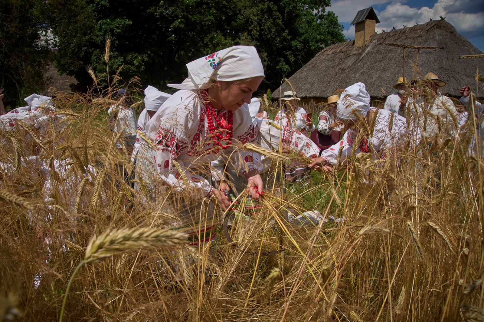 Russia_Ukraine_War_Harvest_42157--0e485_1095289846.jpg