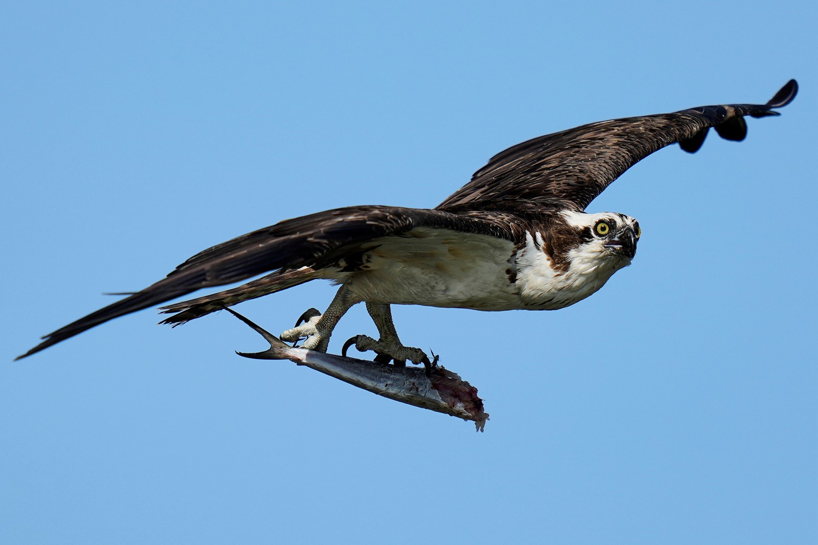 Osprey_Fish_Fight_22540--3d7df_1095299296.jpg