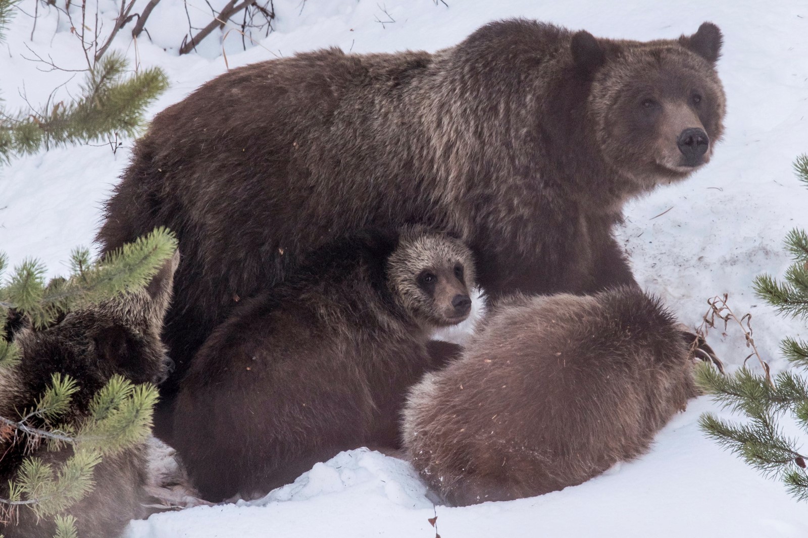 Famous_Grizzly_Killed_39965--92d6b#2_1085600638.jpg
