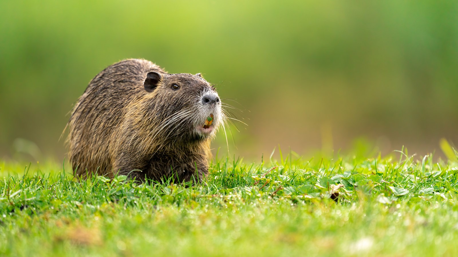 GettyImages-1328719312_1091977663.jpg