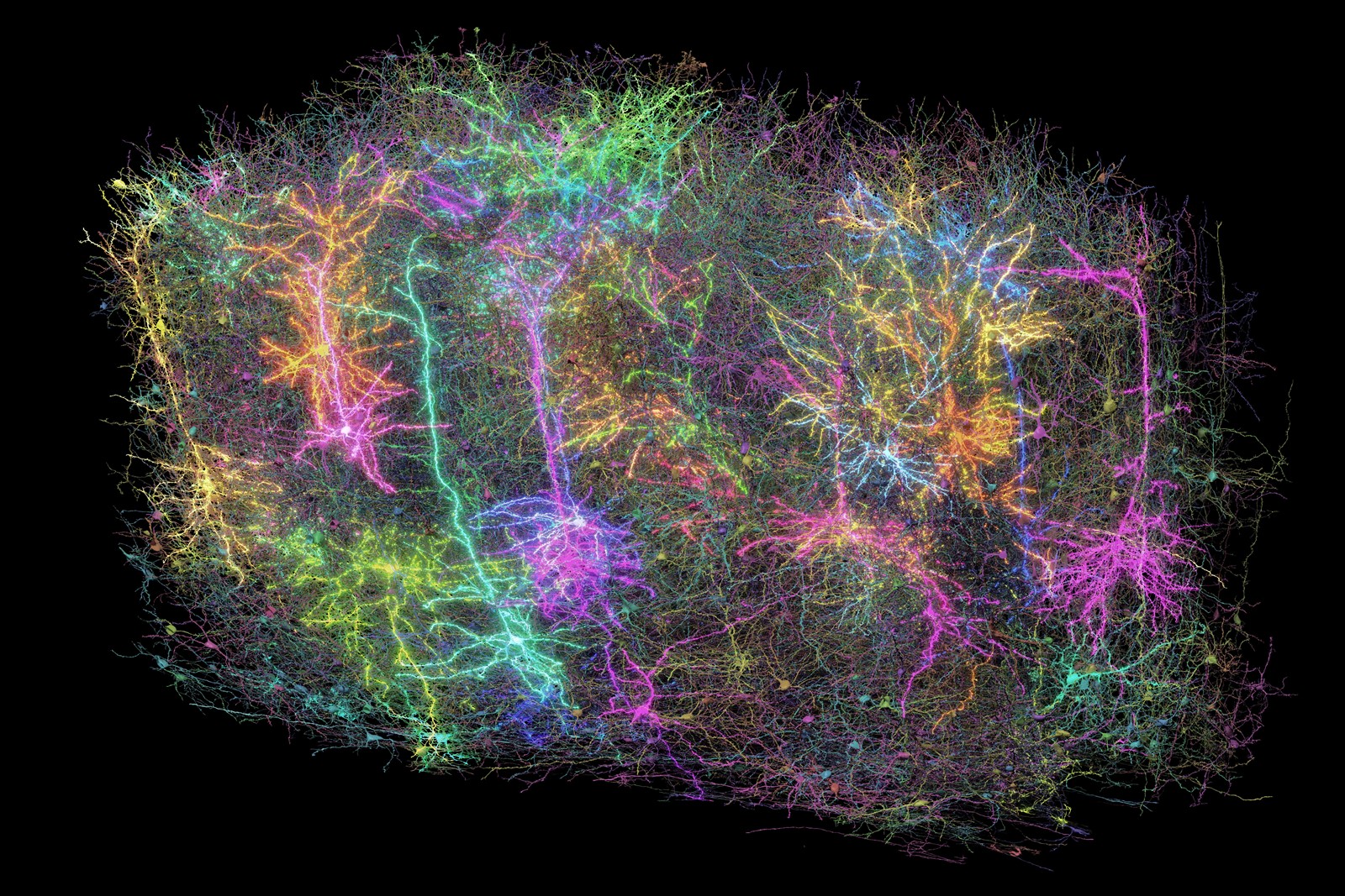 Mouse_Brain_Map_95853--f077e_1091780721.jpg