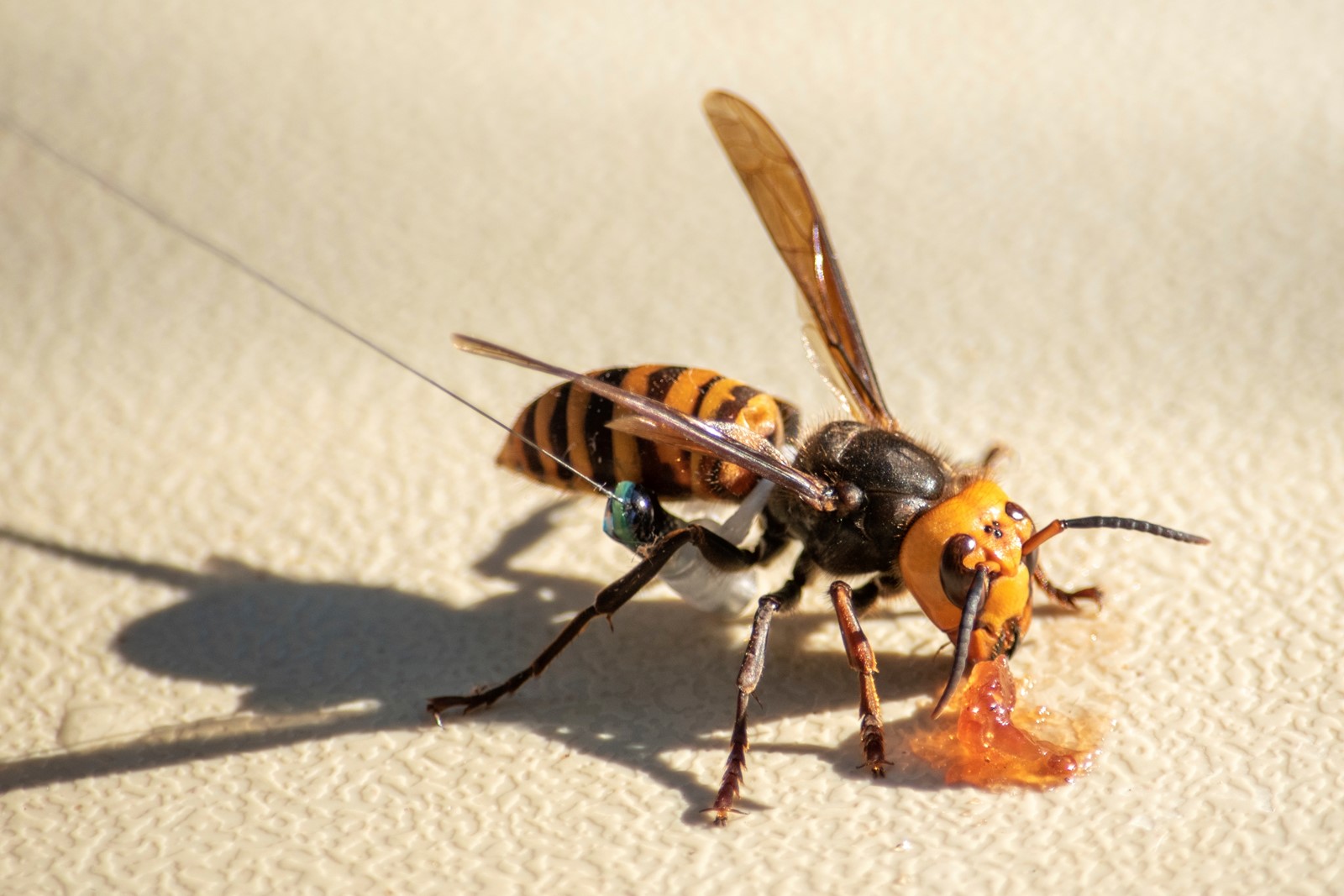 1218_NWS_Murder-Hornets-Nest_116110913_1087752327.jpg