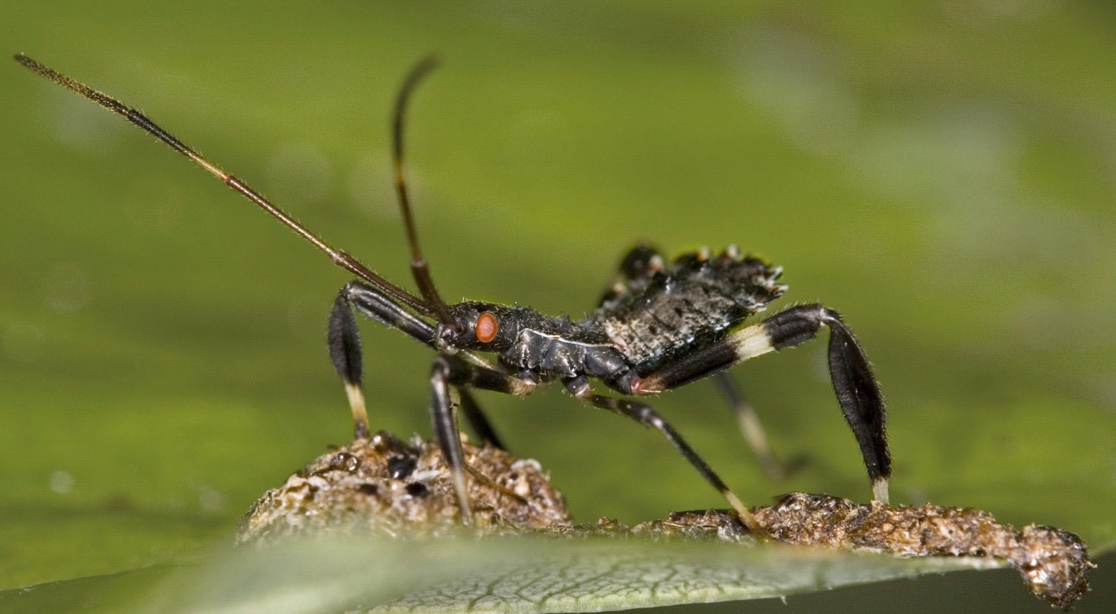 Gardening_Embracing_Insects_20616_1087178744.jpg