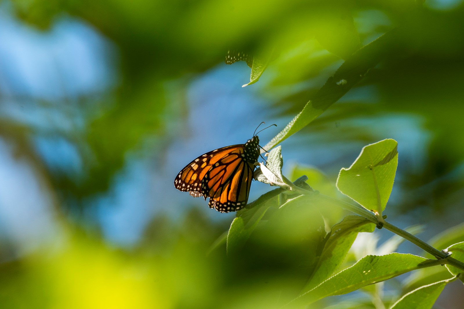 US_Endangered_Monarch_Butterflies_78940--cef1e_1089418367.jpg