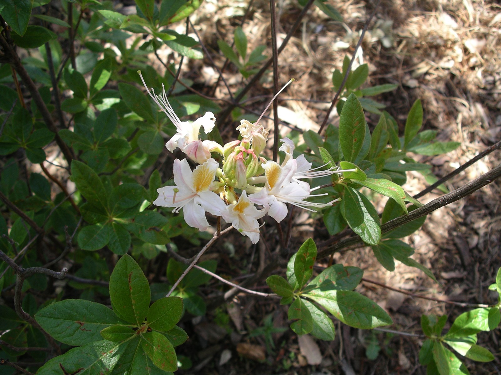 REALDIRT-01_fd6c91_1095187586.jpg