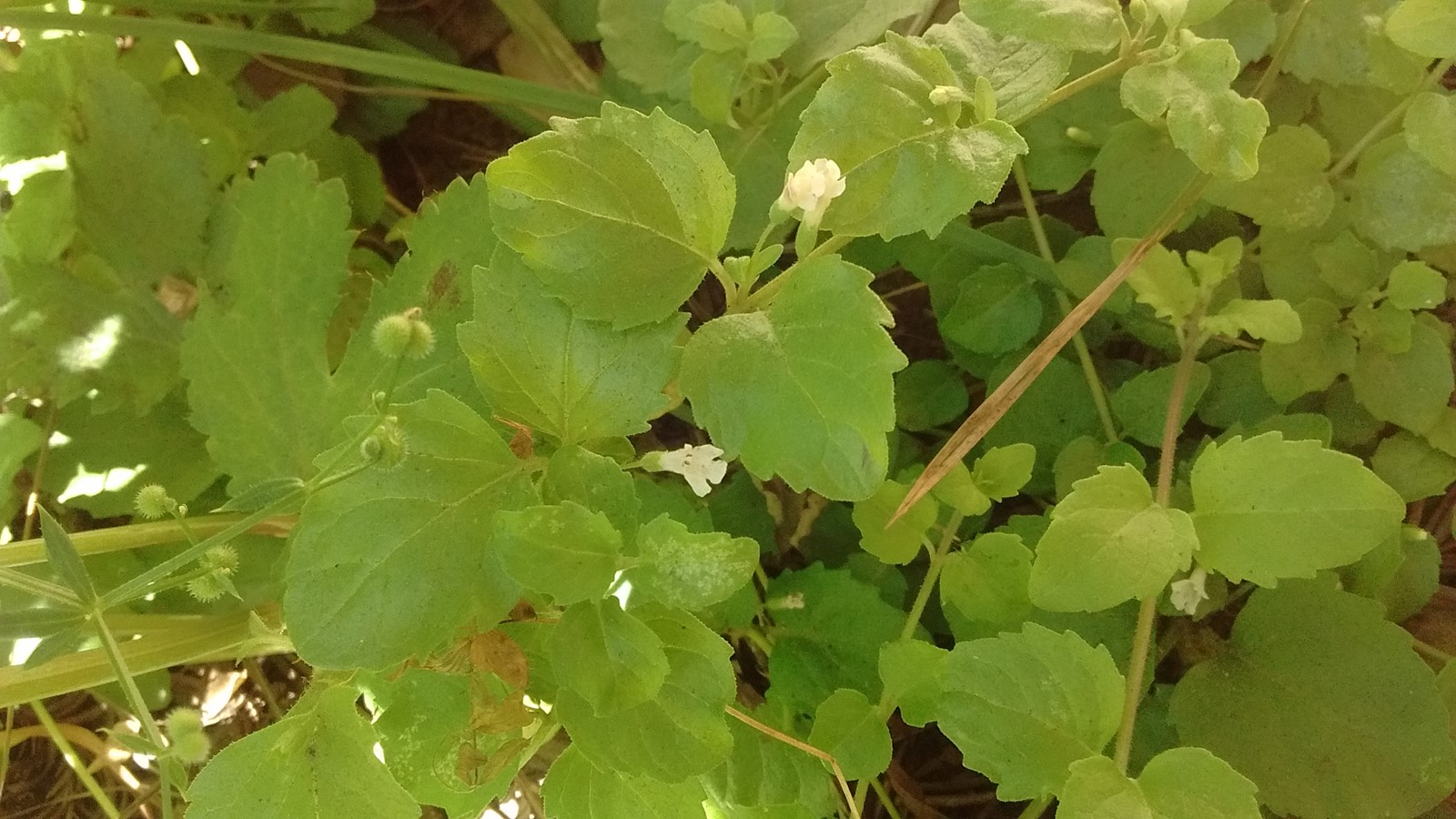 2_1095425184.jpg