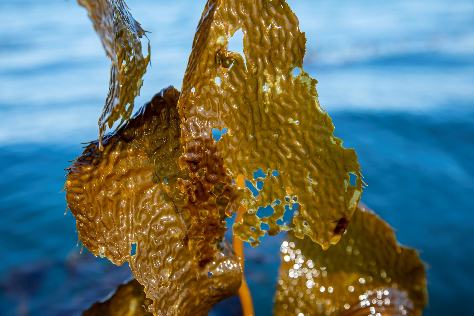 SJM-L-KELPDIVERS-0104-3_1058636241.jpg