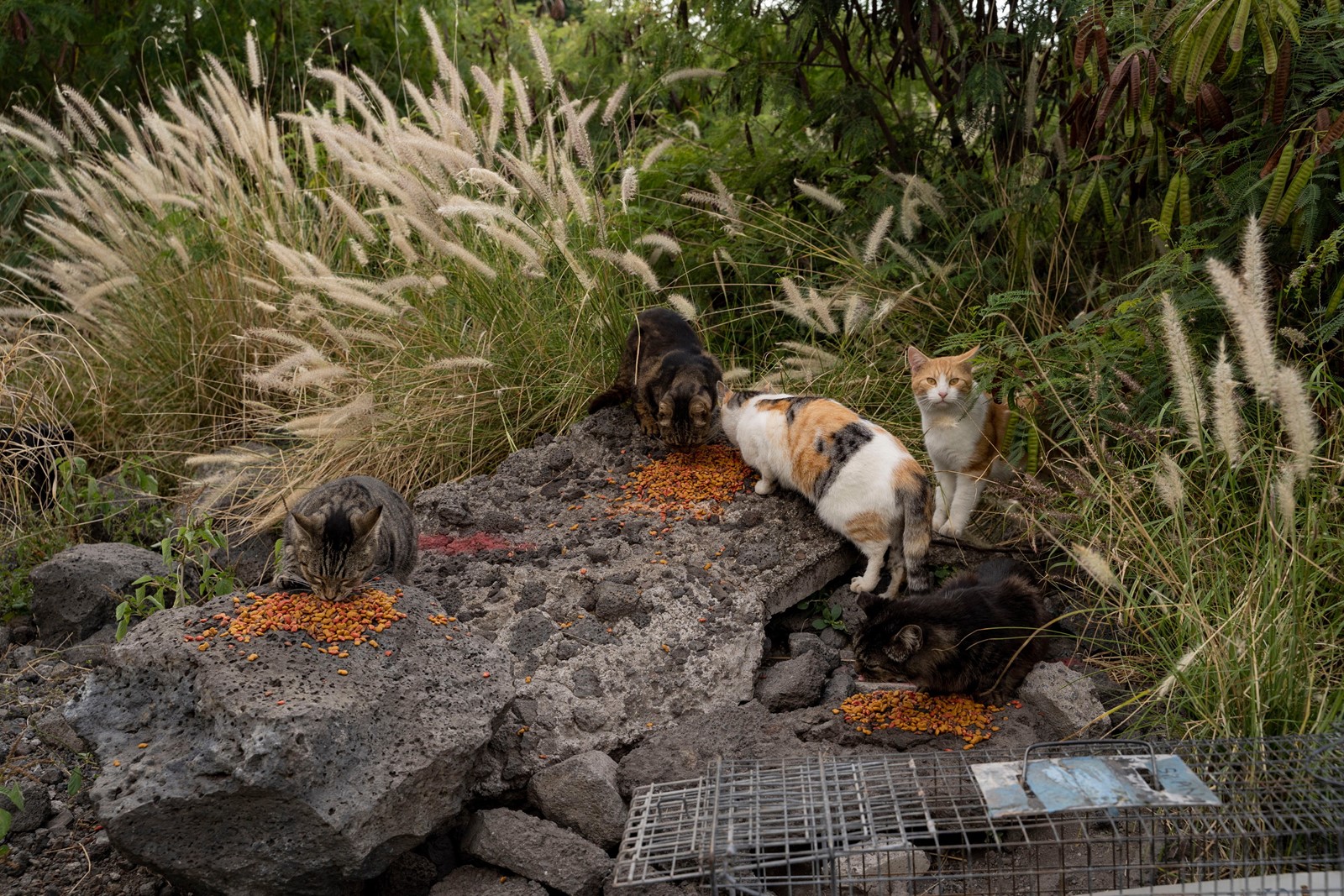 Feeding_Cats-Hawaii_57358--8662a_1101462384.jpg
