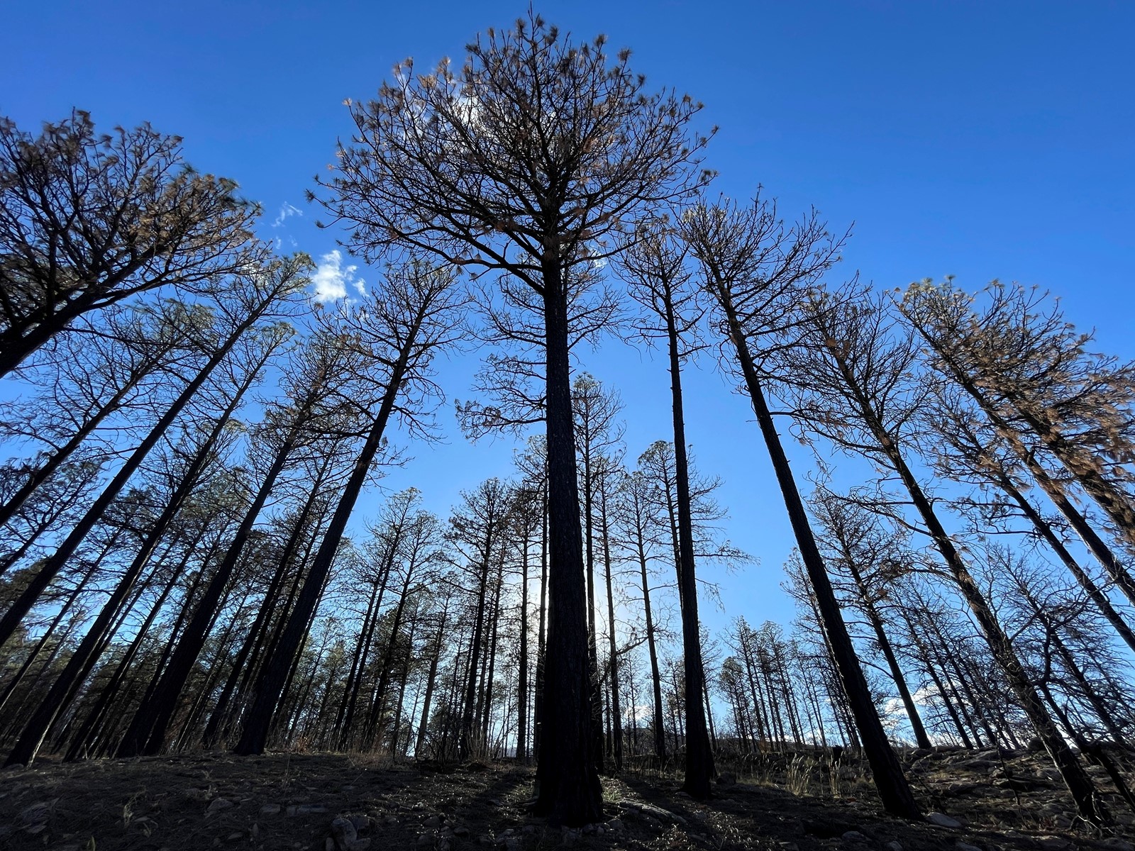Wildfires_Managing_Flames_14262--96ff2_1095404366.jpg