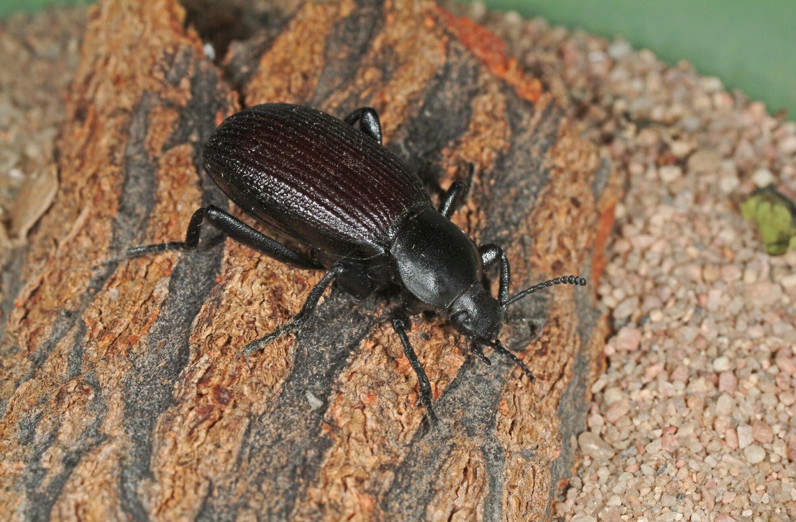Gardening_Embracing_Insects_27845_1087178743.jpg