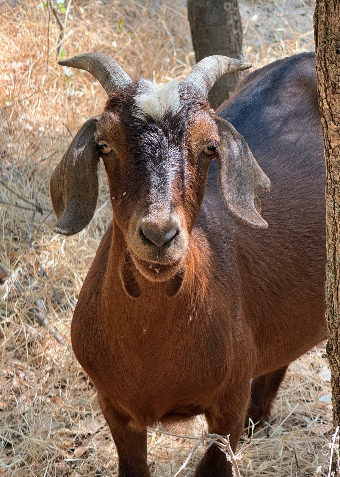 GOATS-04_1095366158.jpg