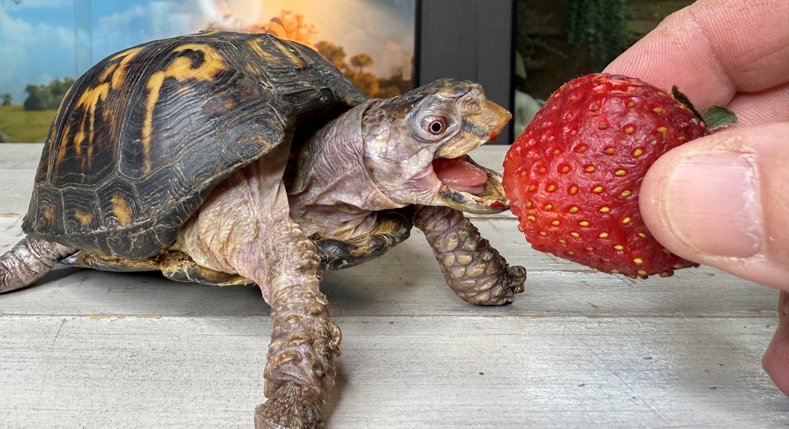 turtle-freed-3XJ7HHIJEBDWVOJLMI3Y3H52EA_1092442562.jpg