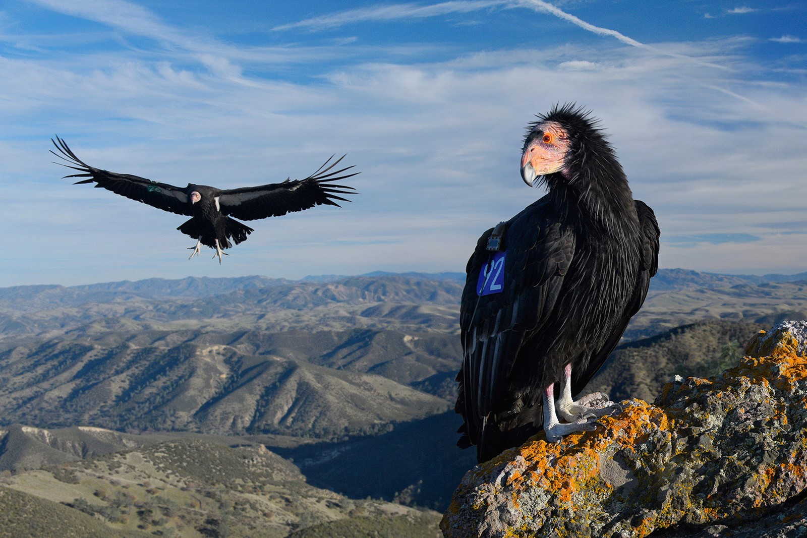 SJM-Z-CONDORS-0930-1#2_1069797573.jpg