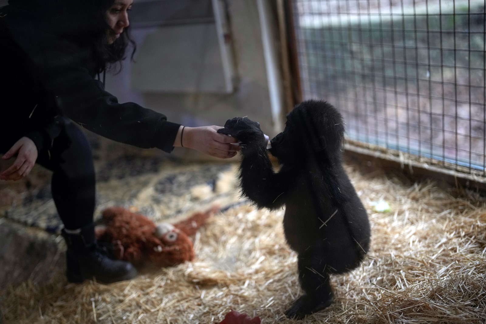 Turkey_Gorilla__65848--7ff0a_1088548020.jpg