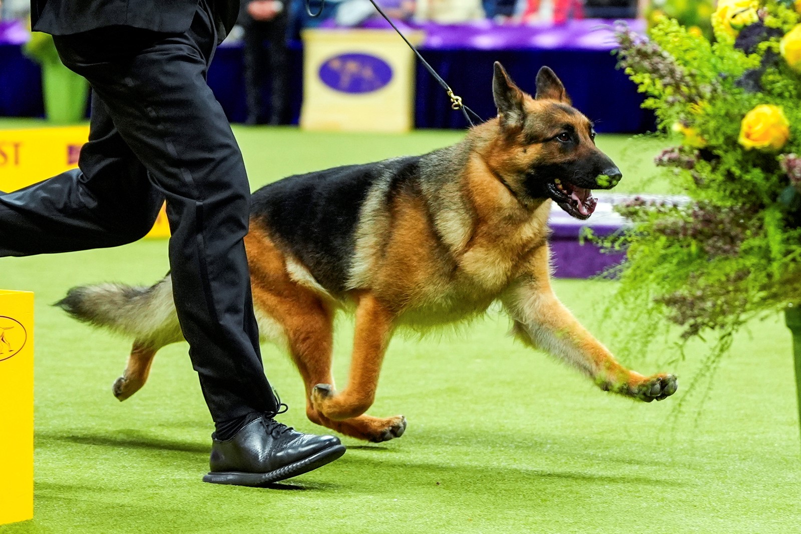 Westminster_Dog_Show_101_79937--19943_1089532761.jpg