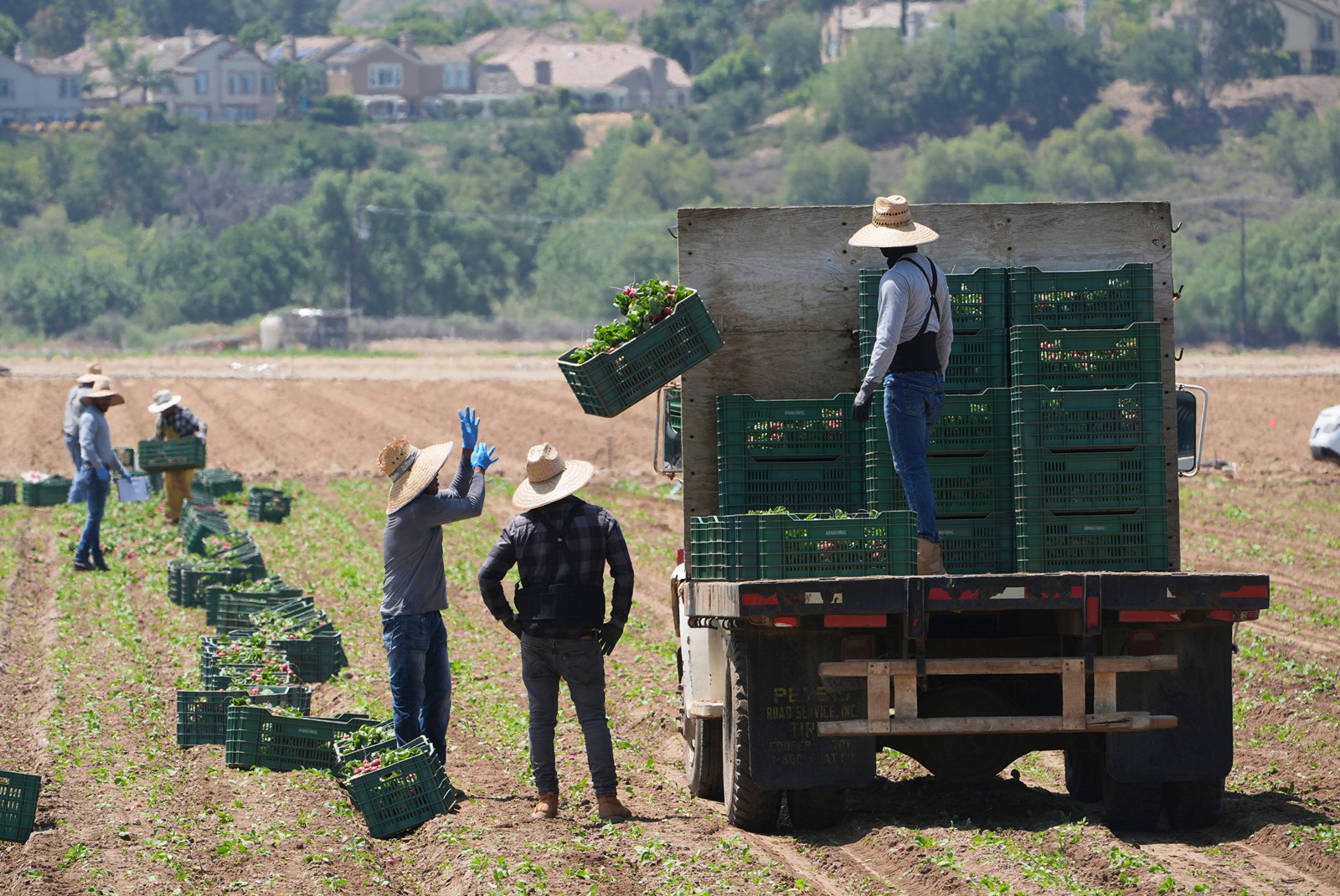 Immigration_California_Farms_41351--e1124_1094230443.jpg