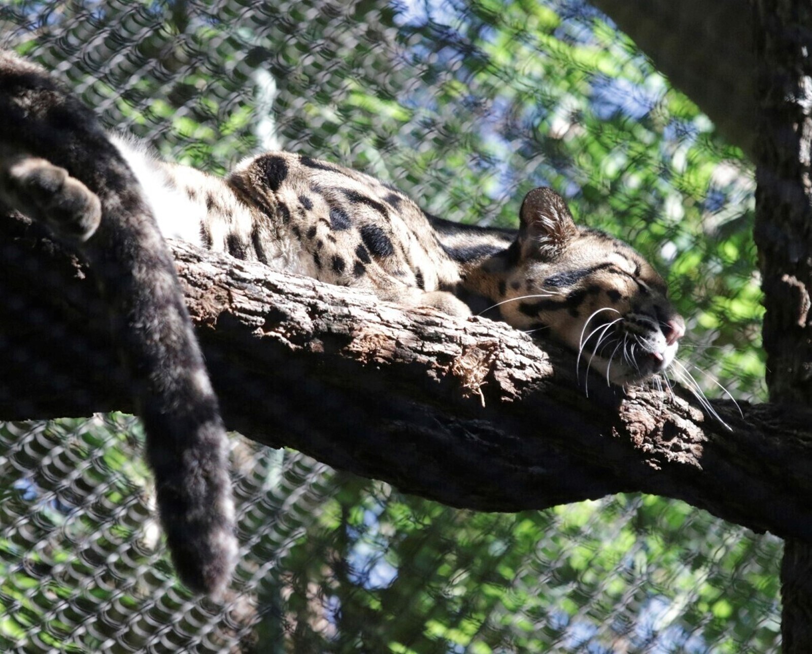 Dallas_Zoo_Missing_Leopard_71559--270dd_1058896988.jpg
