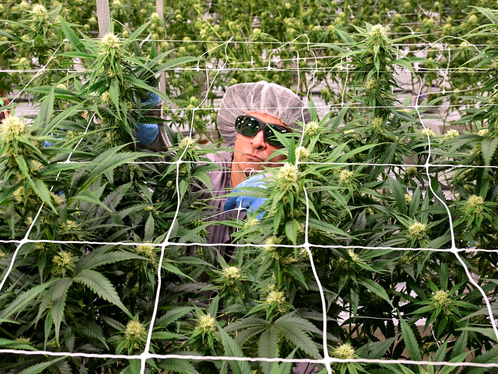 TDP-L-CANNABIS_DSC7326_1080382136.jpg