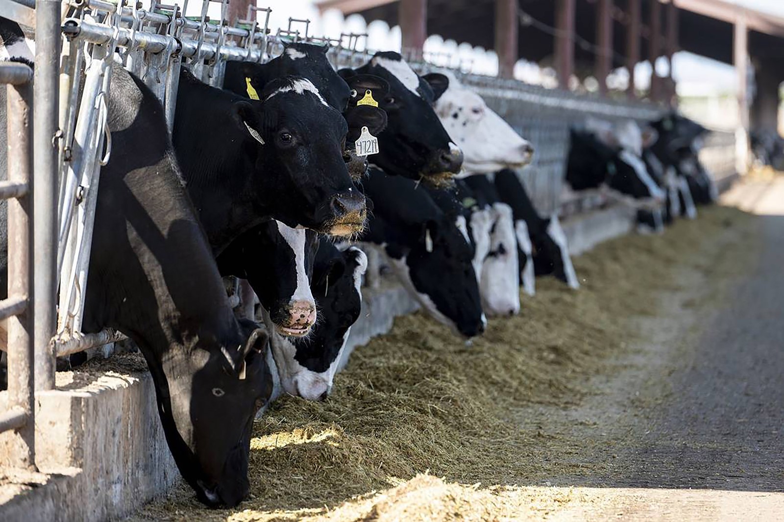 202411181717MCT_____PHOTO____BIZ-FARM-CALIF-AVIAN-FLU-MM_1086692229.jpg