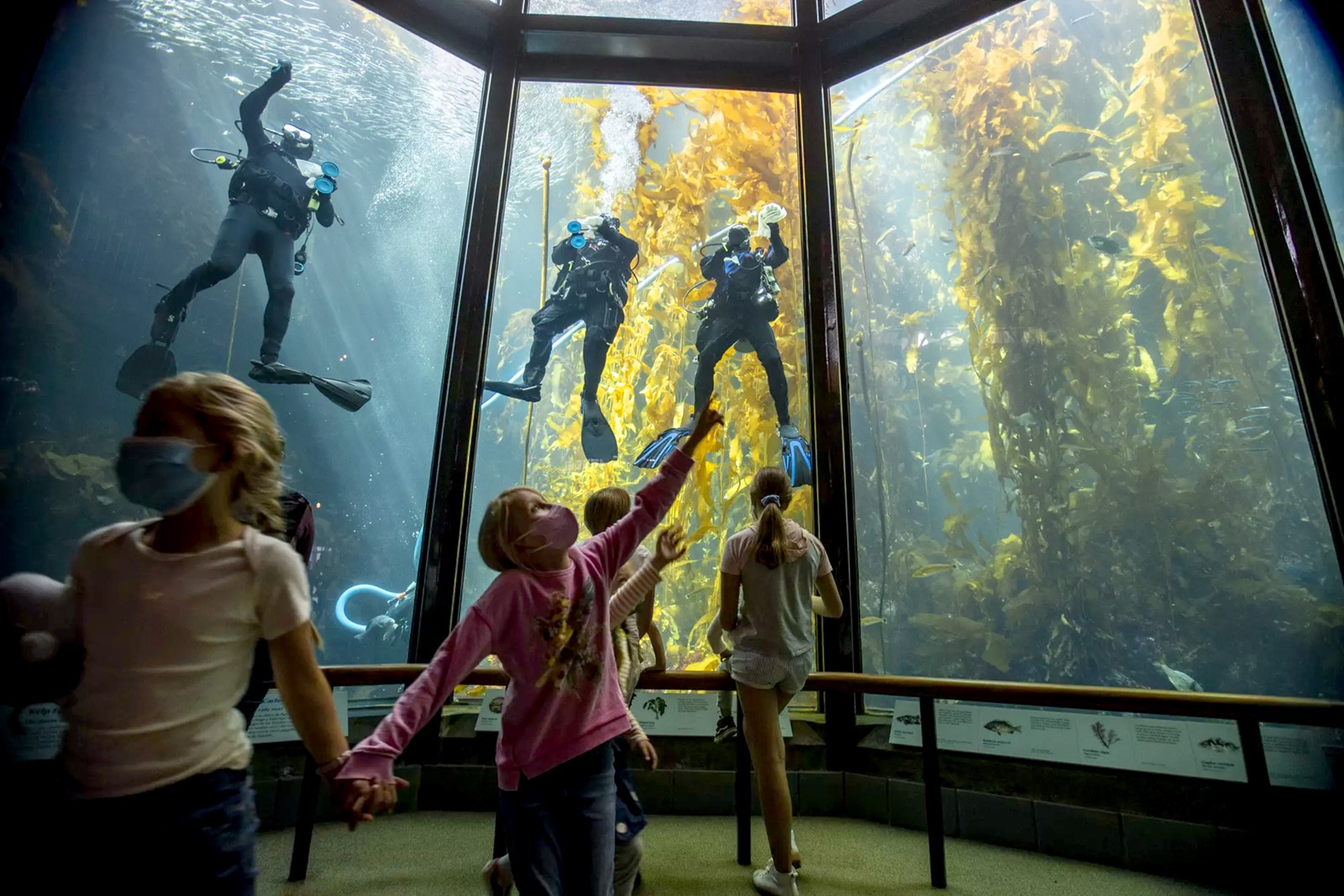 OPED-ENV-KELP-FORESTS-COMMENTARY-LA_1103702369.jpg