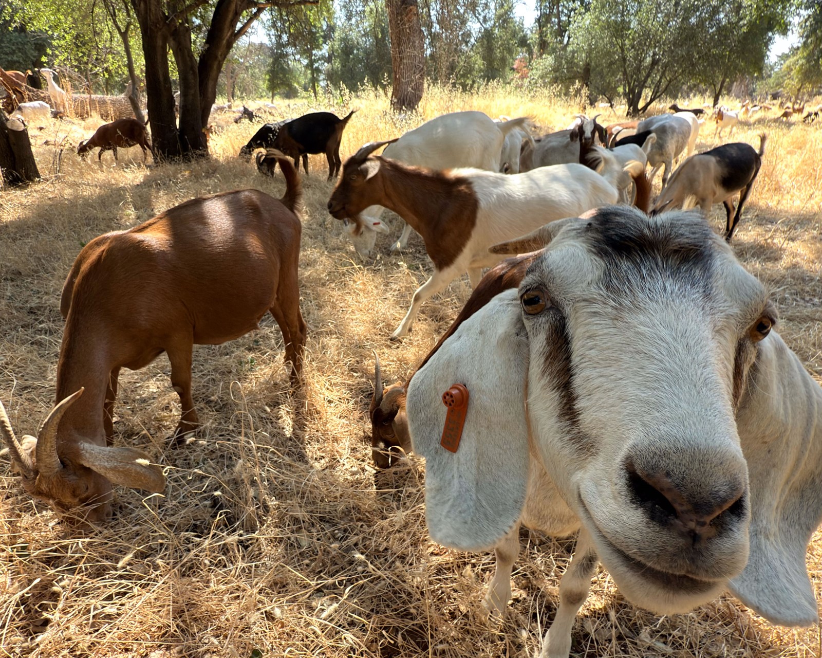 GOATS-01_1095366157.jpg