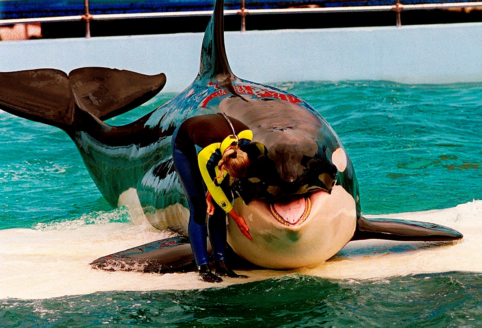 Miami_Seaquarium-Eviction_87650--7996e_1075921248.jpg