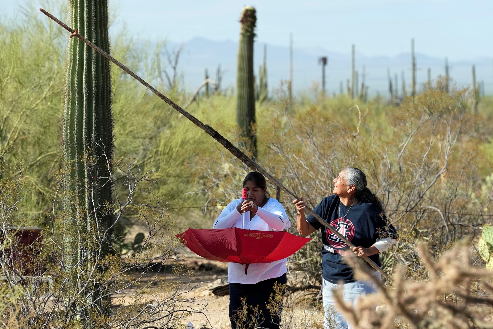 Saguaro_Cactus-Harvest_34546--3fe7f_1095019264.jpg