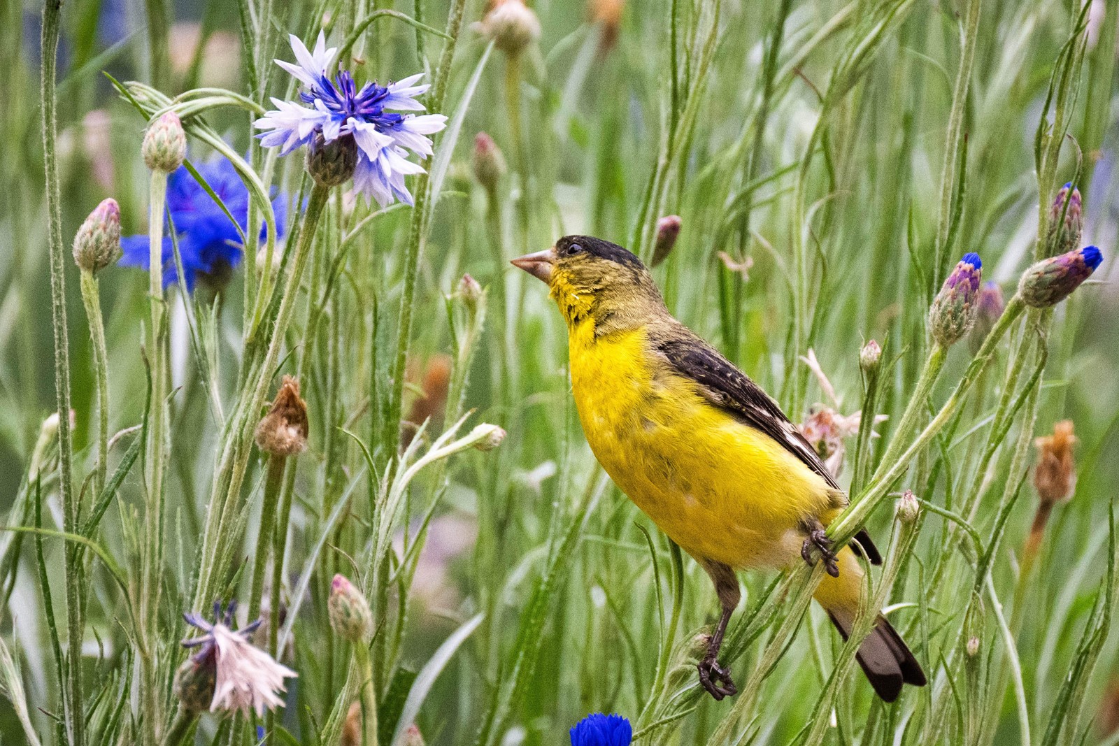 0531_NWS_LDN-L-Goldfinch-SR_1063318974.jpg